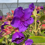 Princess Flower
