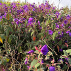 Princess Flower
