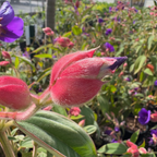 Princess Flower