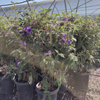 Princess Flower