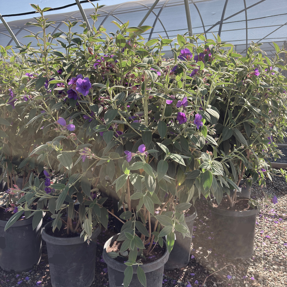 Princess Flower