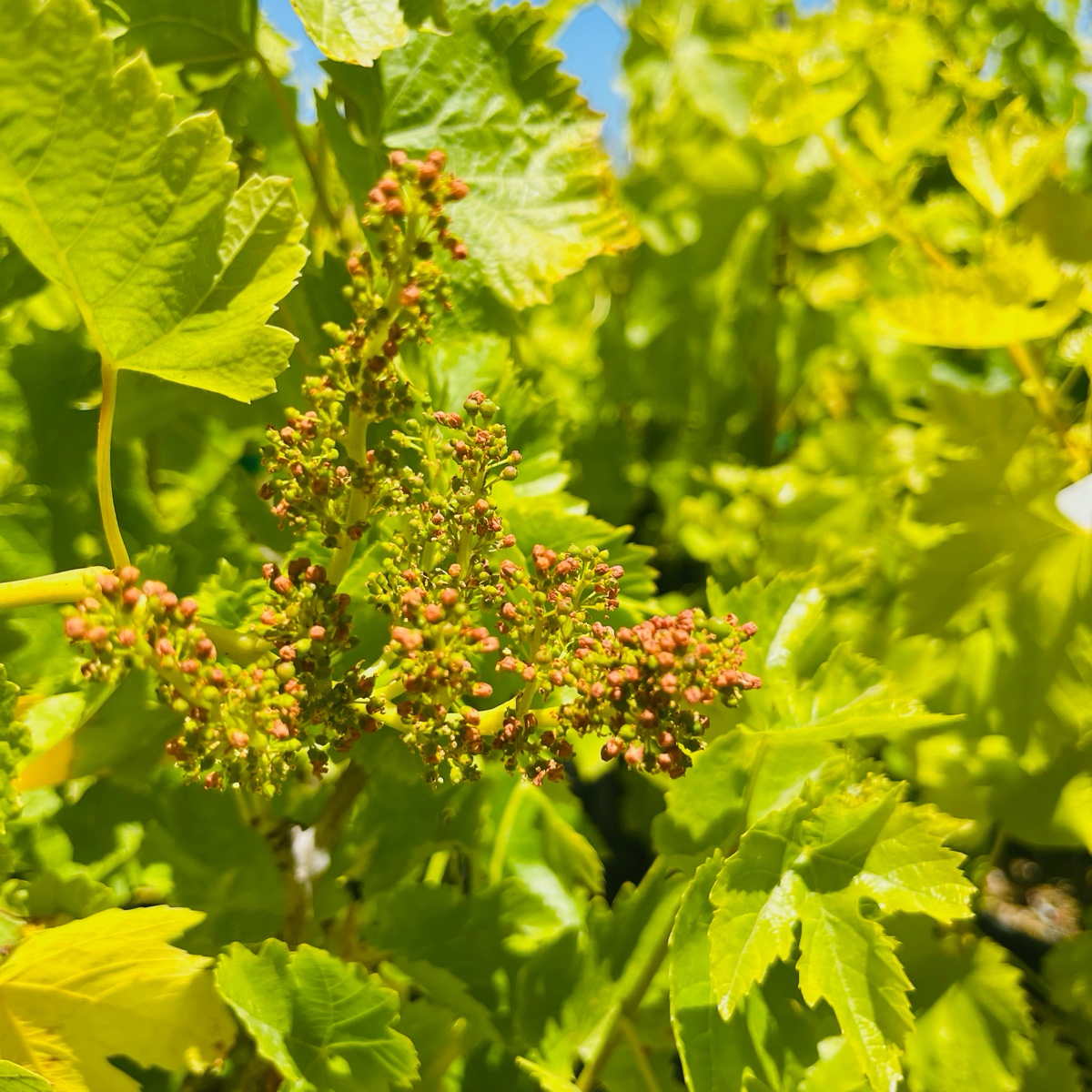 Princess Seedless Grape 