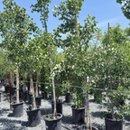 Princeton Sentry Ginkgo