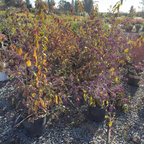 Profusion Beautyberry