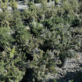 Creeping Rosemary with a dense canopy on a rocky ground