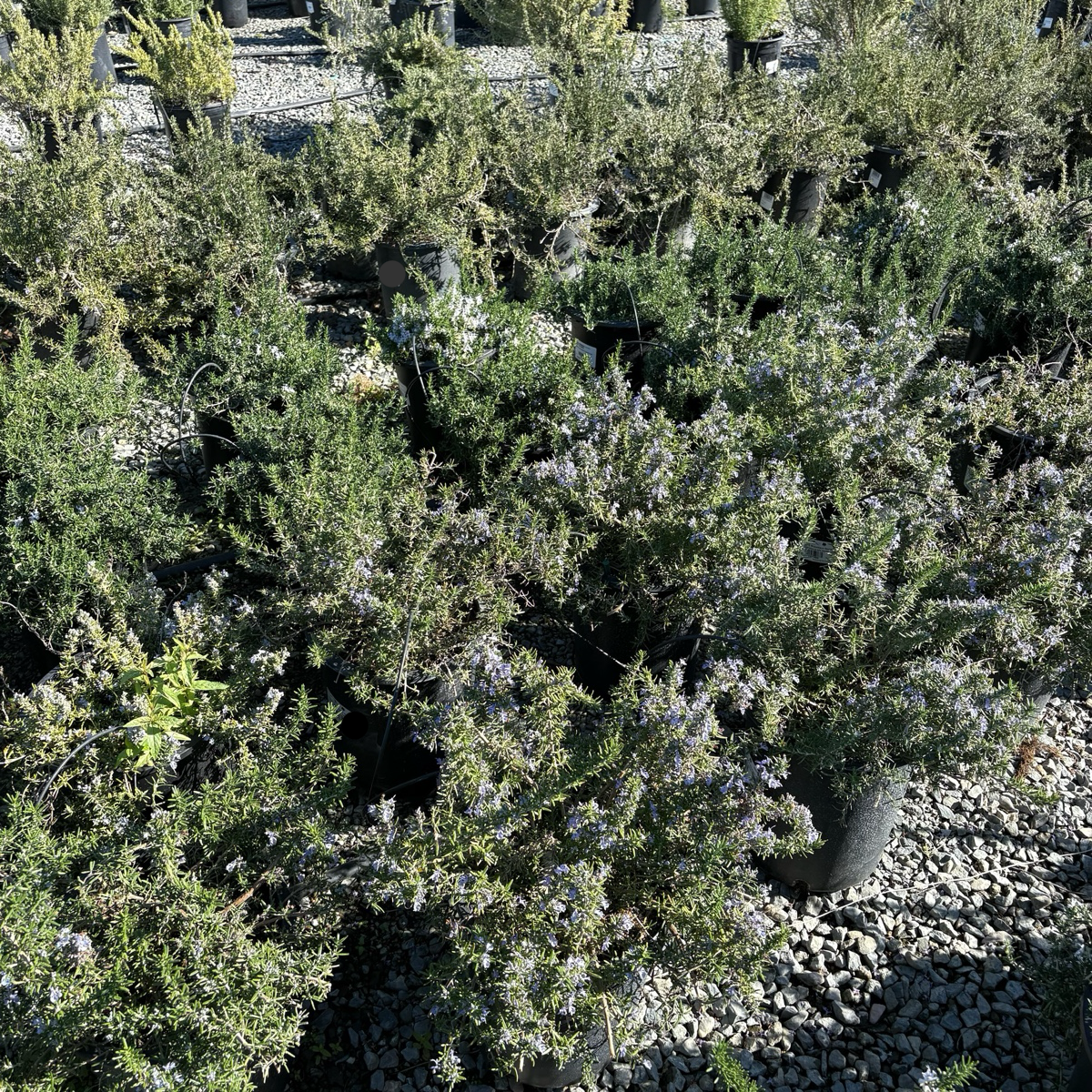 Creeping Rosemary with a dense canopy on a rocky ground