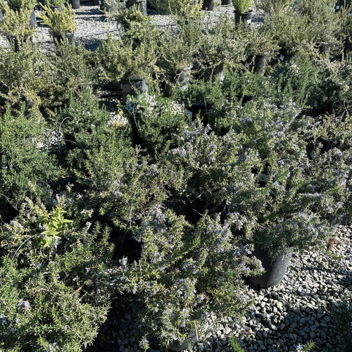 Creeping Rosemary Groundcover for Slopes and Borders – Victory Nursery