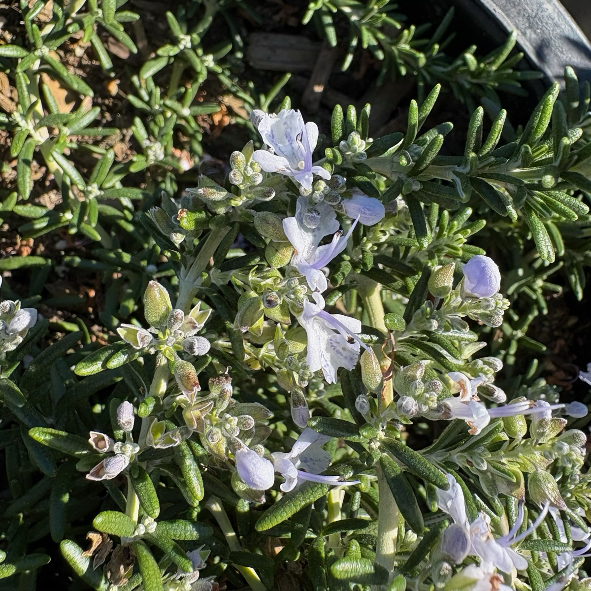 Close-up of a Creeping Rosemary plant with small white flowers and green leaves.