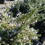 Close-up of a Rosmarinus officinalis ‘Prostratus’ plant with small white flowers and green leaves.