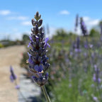 Close-up of a Provence Lavender flower with a blurred background of more lavender plants and a clear blue sky.