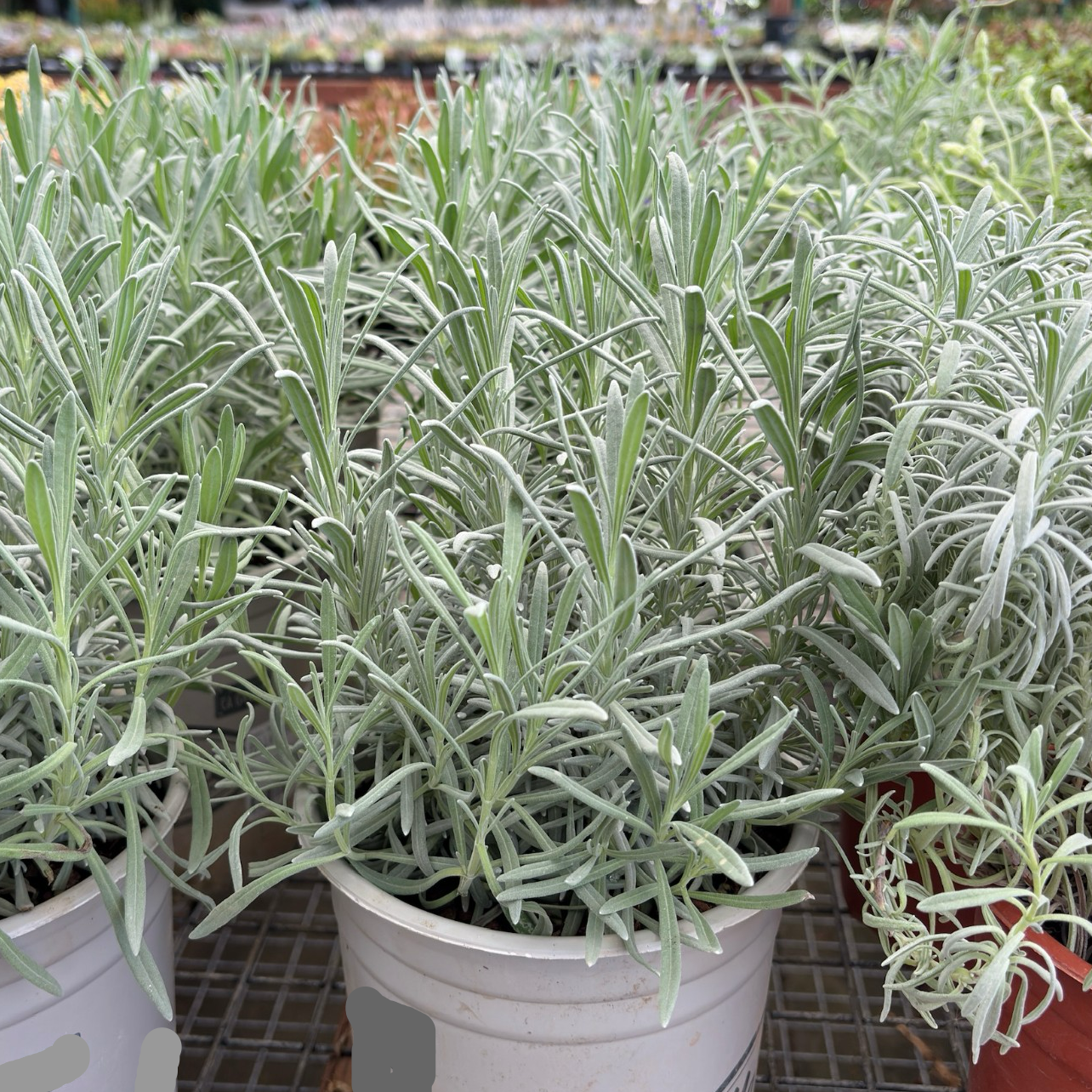 provence lavender plants for sale near me Provence Lavender