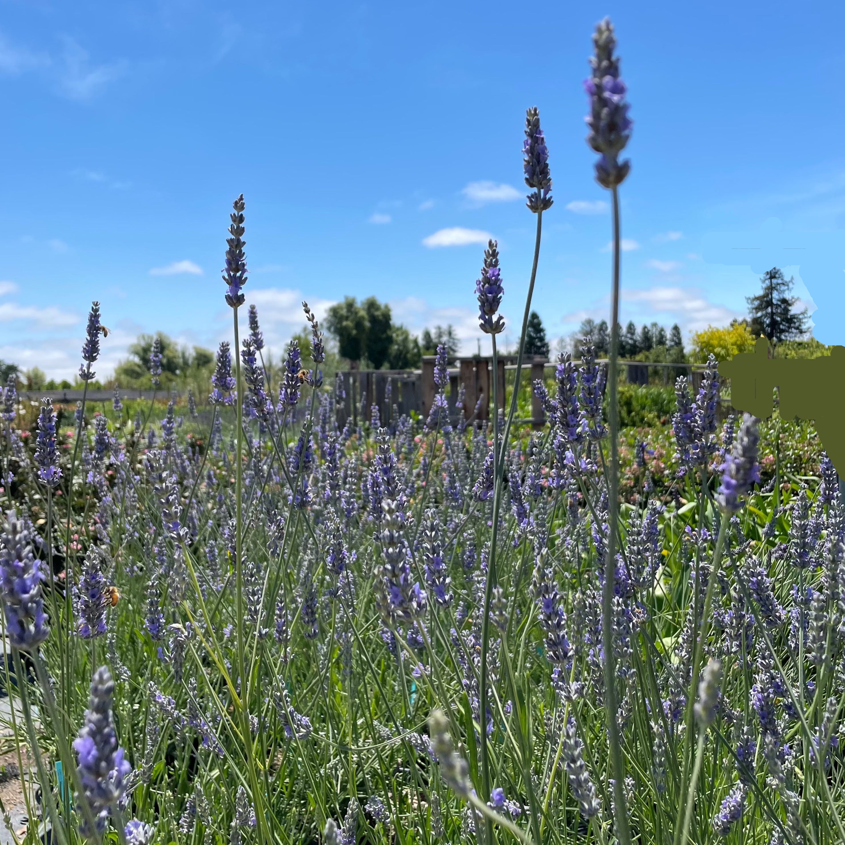 Provence Lavender field with a clear blue sky