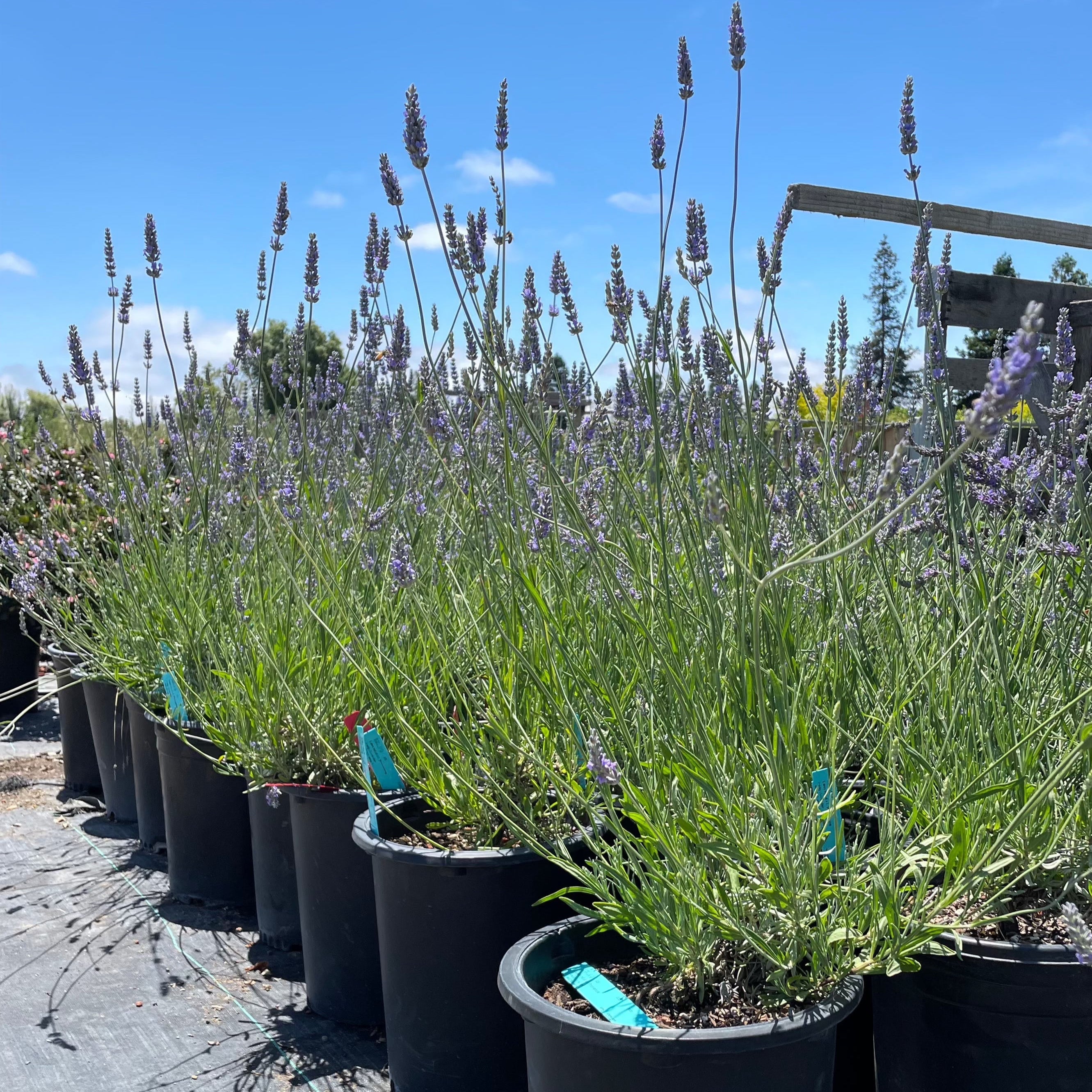 Row of potted Provence Lavender plants under a clear blue sky