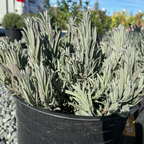 Potted Provence Lavender plant with green leaves in a black pot on a gravel surface.