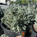 Potted Provence Lavender with green leaves in a garden setting