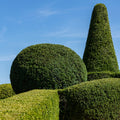 Topiary shapes in a garden with a clear blue sky
