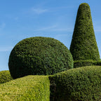 Topiary shapes in a garden with a clear blue sky