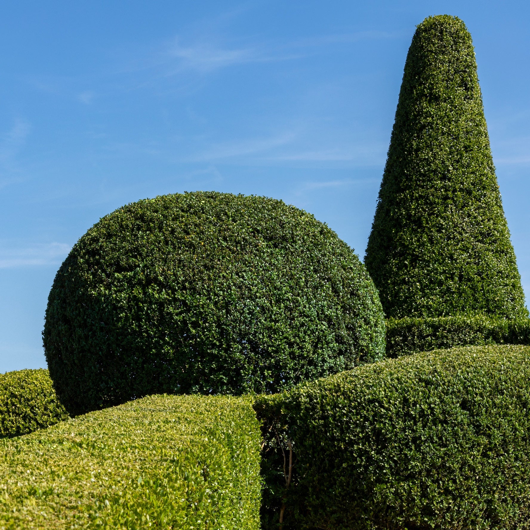 Topiary shapes in a garden with a clear blue sky