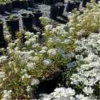 Purity Evergreen Candytuft