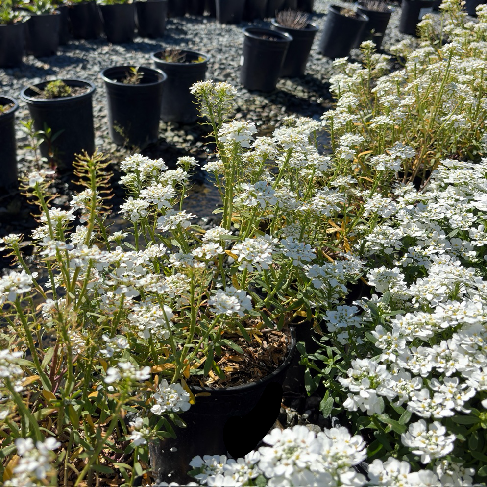 Purity Evergreen Candytuft