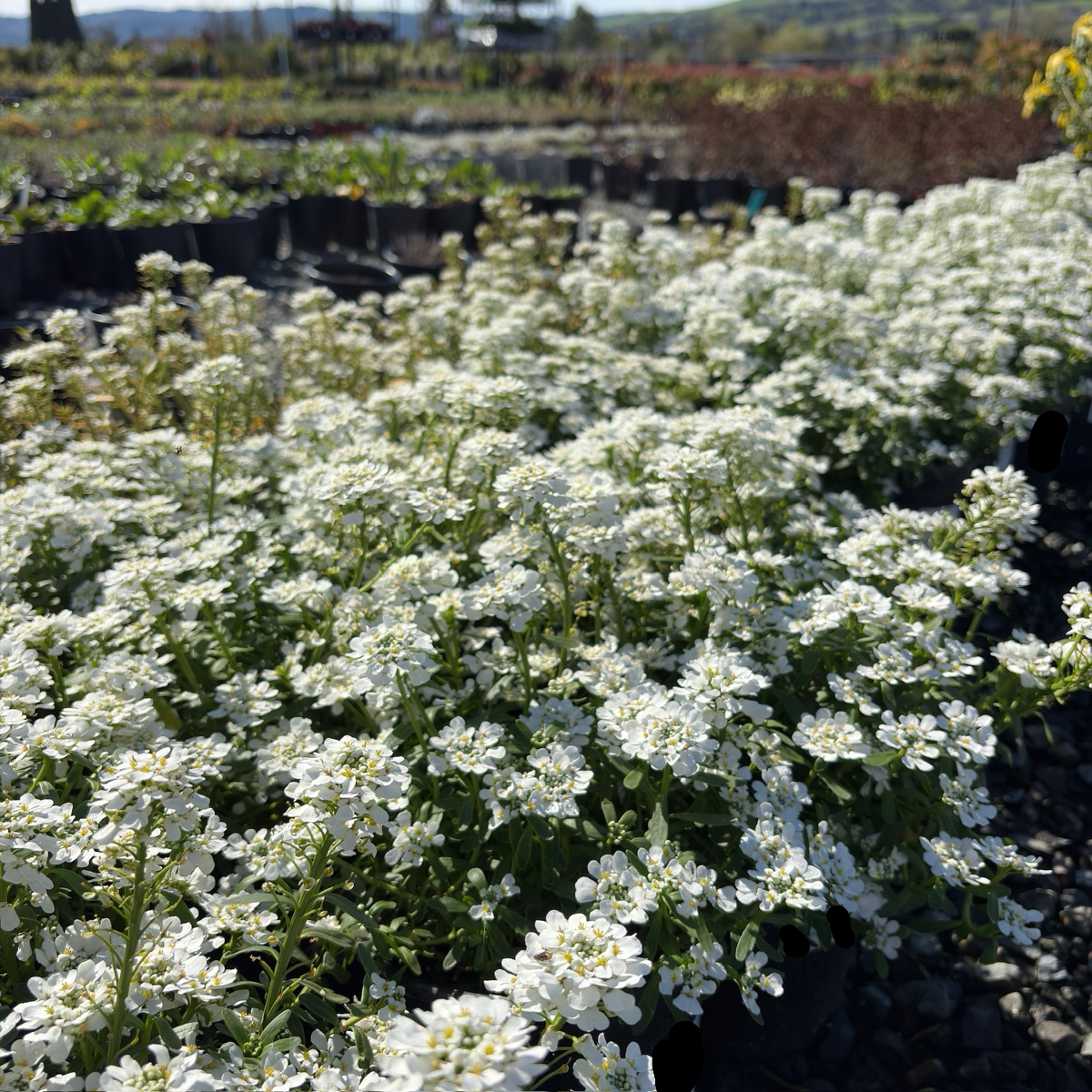 Purity Evergreen Candytuft