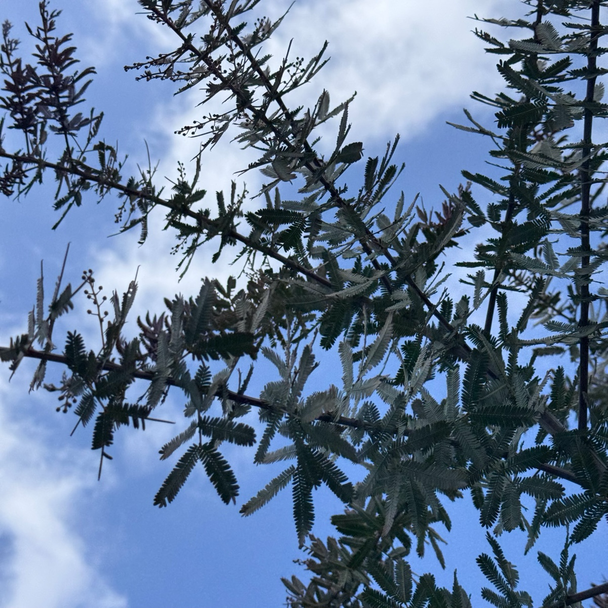 Purple Bailey Acacia