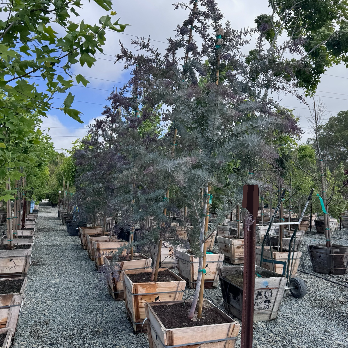 Purple Bailey Acacia