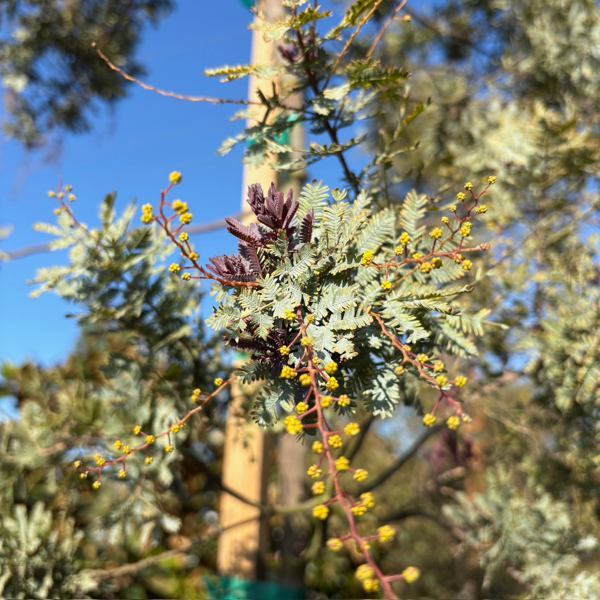 Purple Bailey Acacia