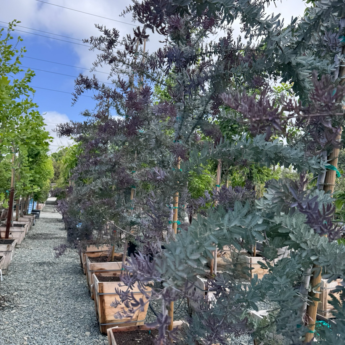 Purple Bailey Acacia