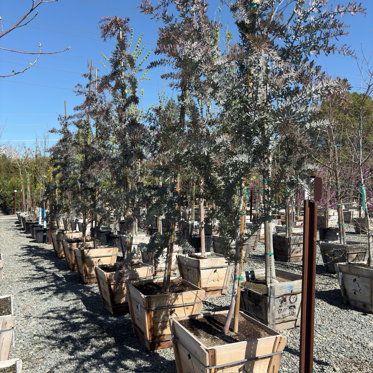 金合欢 Purple Bailey Acacia