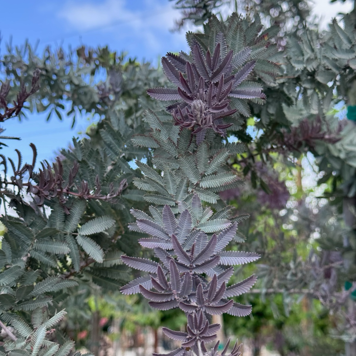 Purple Bailey Acacia
