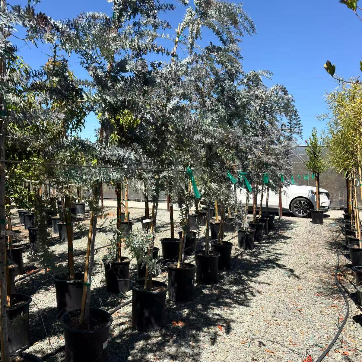 Purple Bailey Acacia