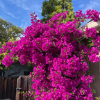 Purple Bougainvillea