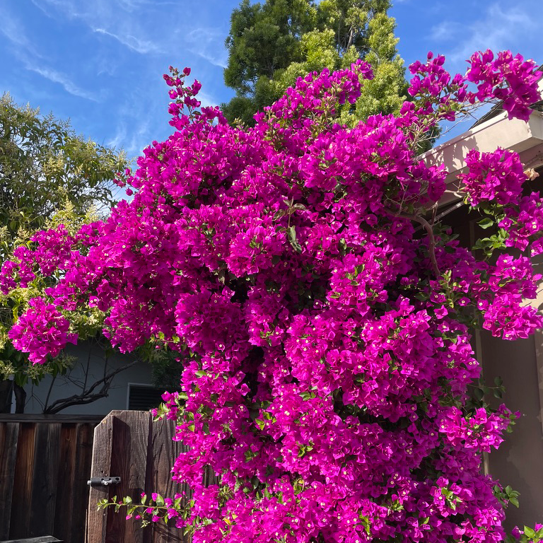 Purple Bougainvillea