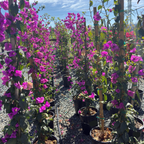 Purple Bougainvillea