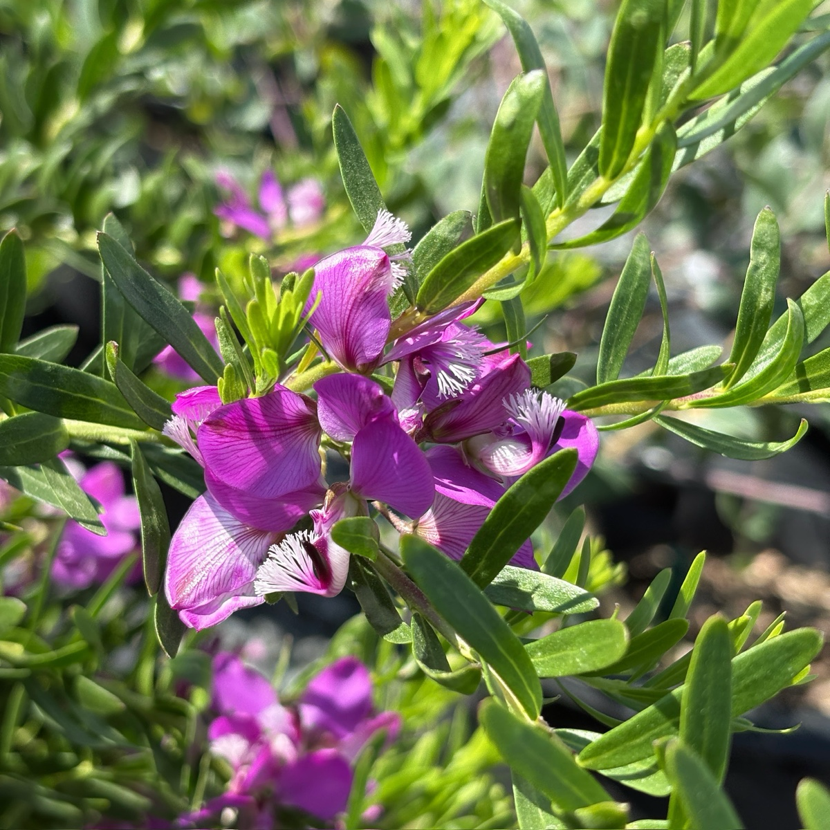 Purple Broom
