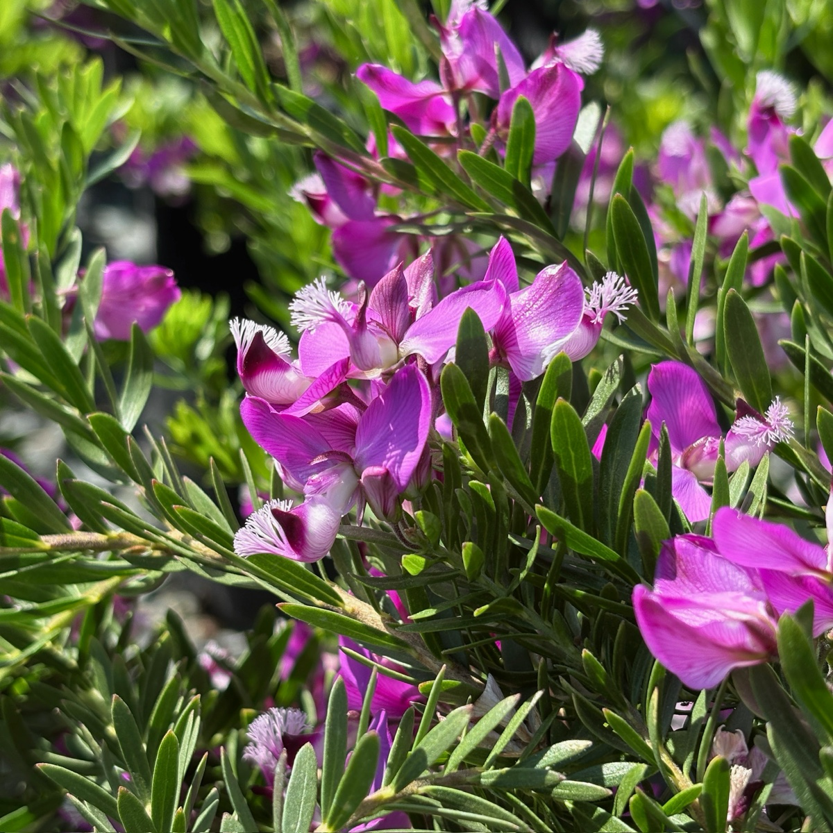 Purple Broom