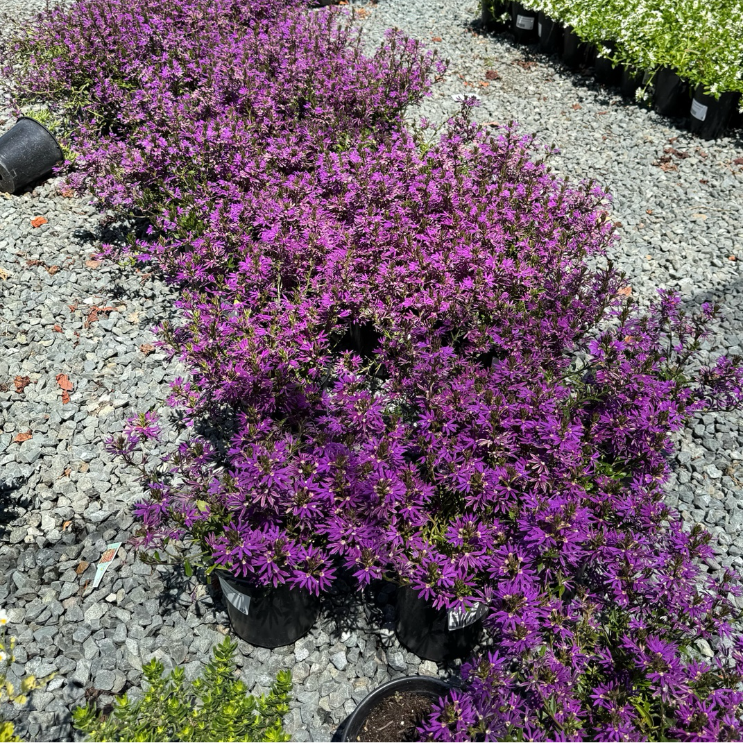 Purple Fan Flower plants in pots on a gravel surface