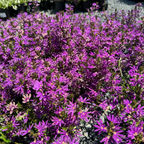 Close-up of a field of Purple Fan Flower with a blurred background