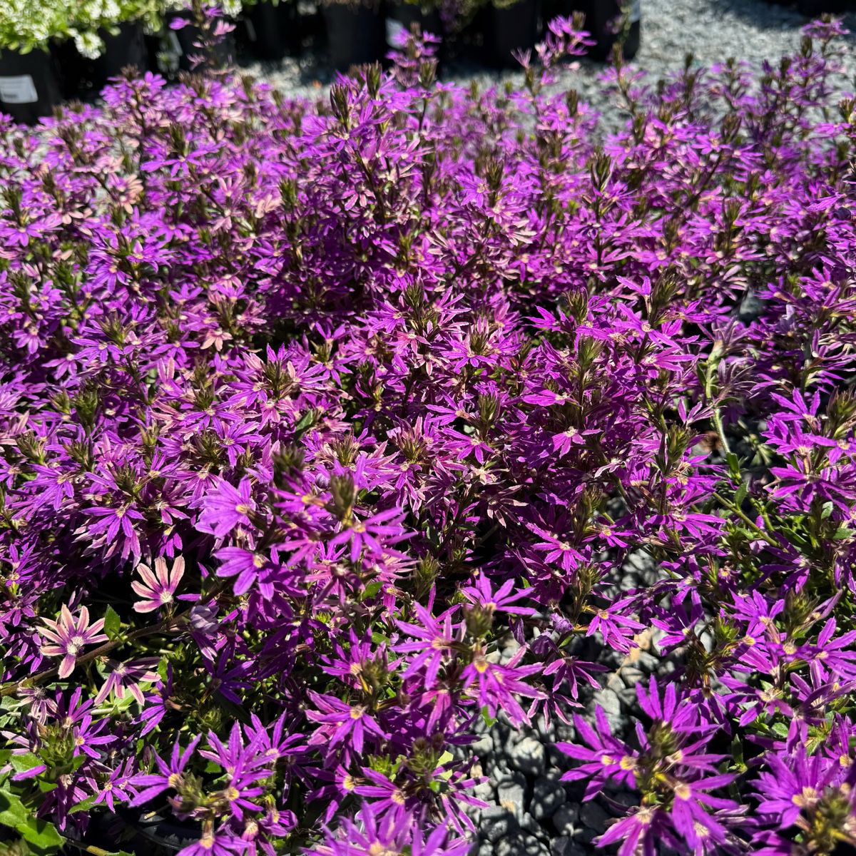 Close-up of a field of Purple Fan Flower with a blurred background