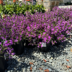 Row of potted Purple Fan Flower plants on a gravel surface