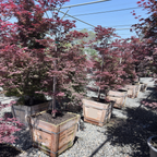 Purple Ghost Japanese Maple