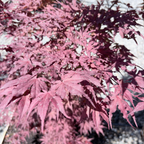 Purple Ghost Japanese Maple