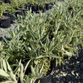 Purple Jerusalem Sage