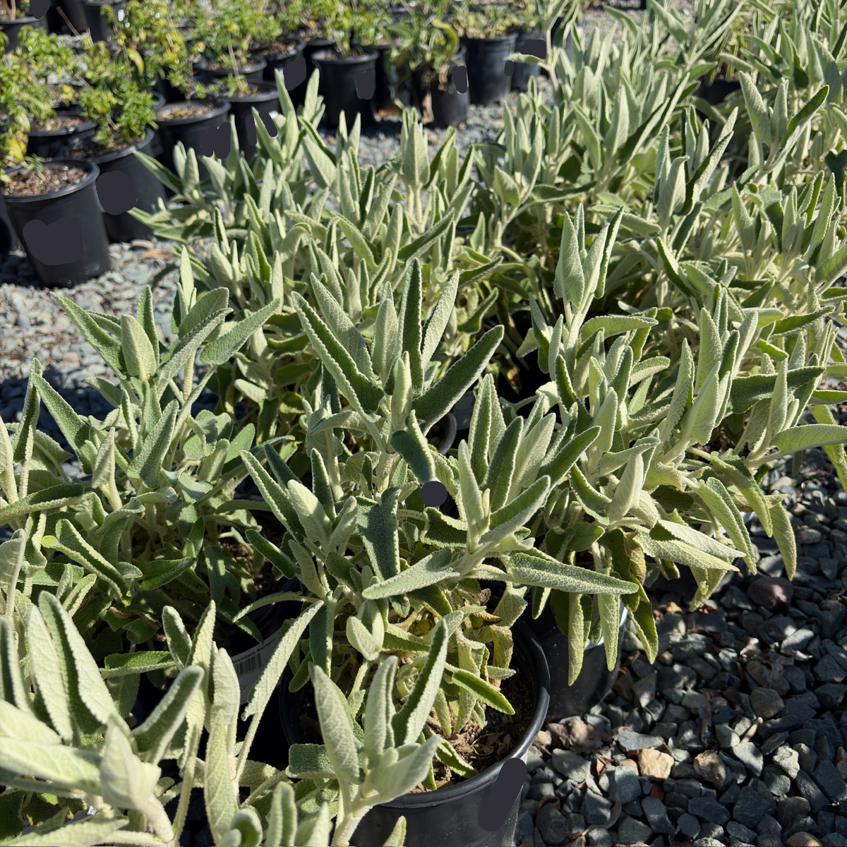 Purple Jerusalem Sage