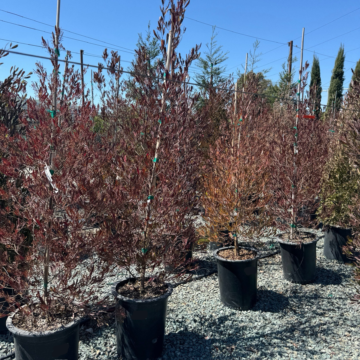 Purple Leaved Hopseed