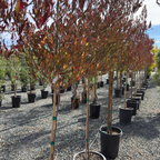 Purple Leaved Hopseed