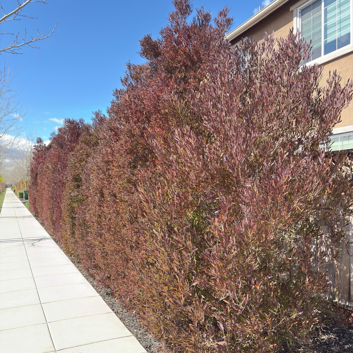 Purple Leaved Hopseed Bush