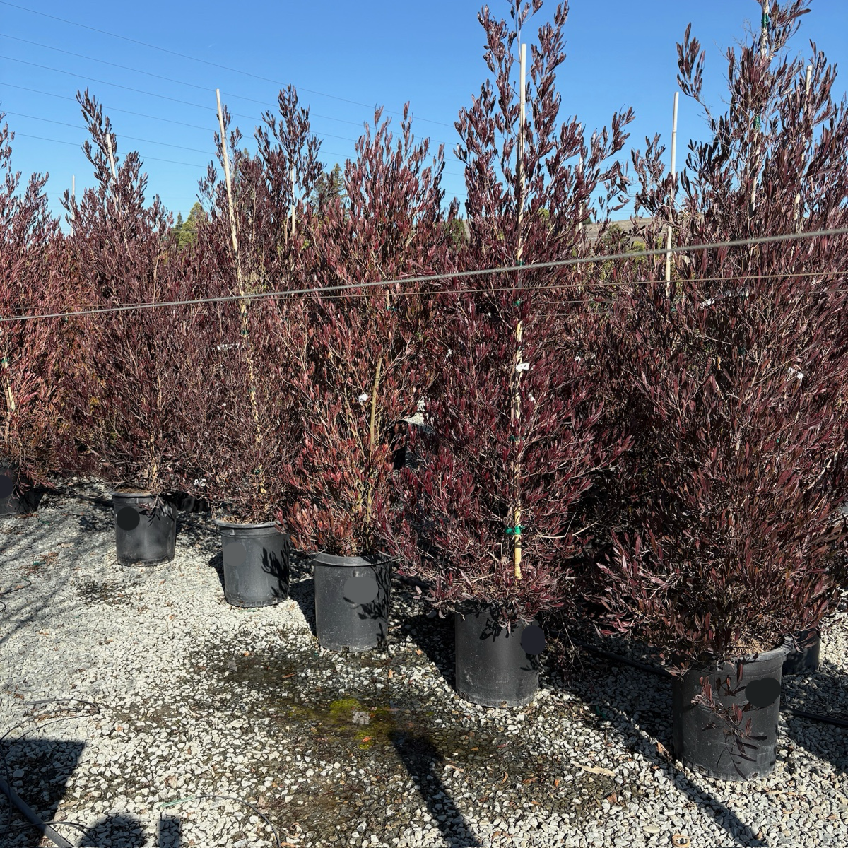 Purple Hopseed Bush | Colorful Drought Tolerant Shrub – Victory