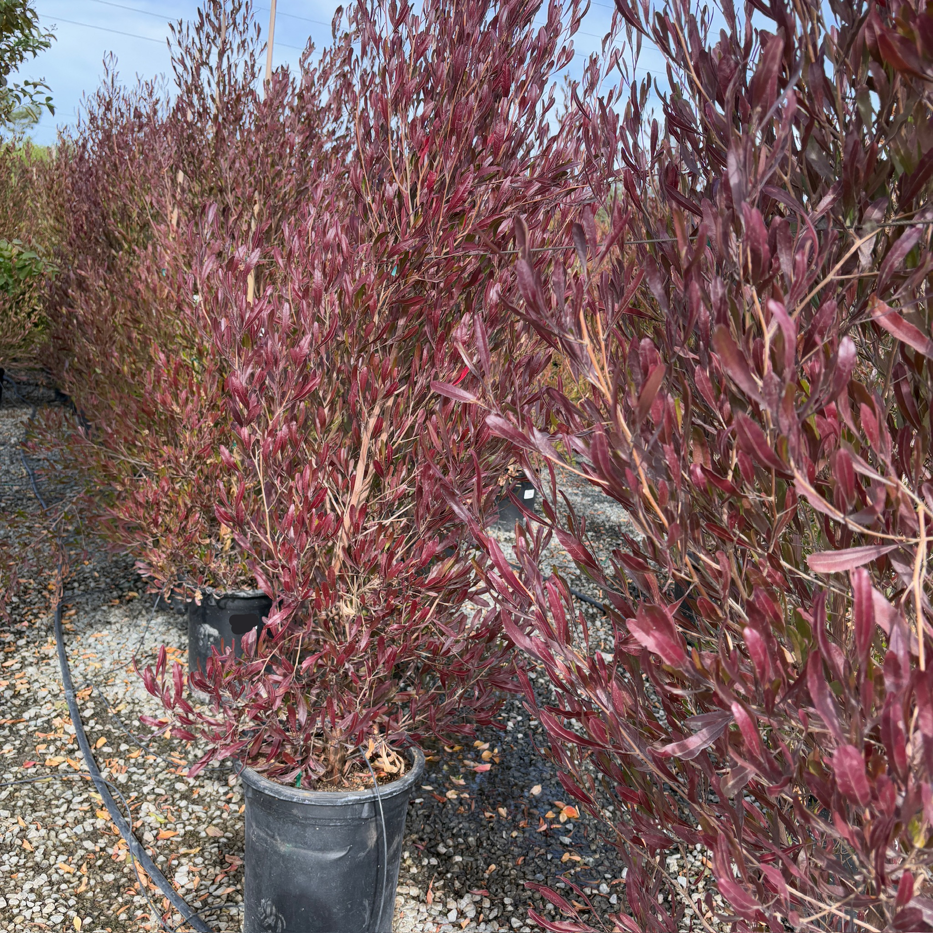 hop seed plants Purple Hopseed Bush